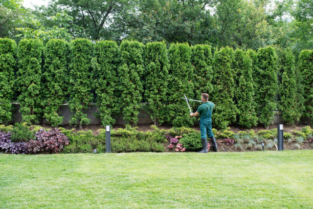 Best Pest Control for Lawns  in Chantilly, VA
