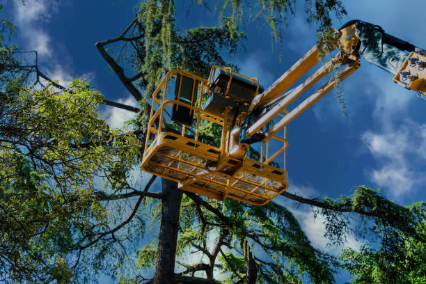 Best Weed Control  in Chantilly, VA