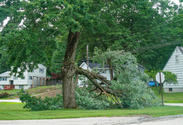 Best Tree Maintenance Programs  in Chantilly, VA