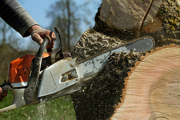 How Our Tree Care Process Works  in  Chantilly, VA